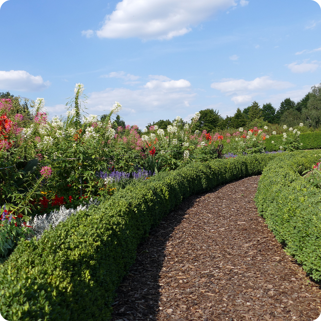 Shredded Pine Bark Mulch