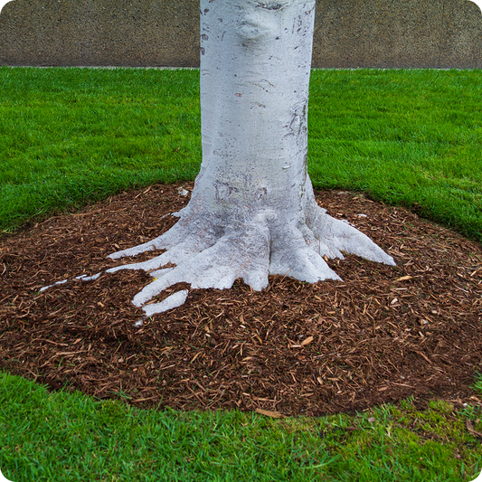 Cedar Mulch