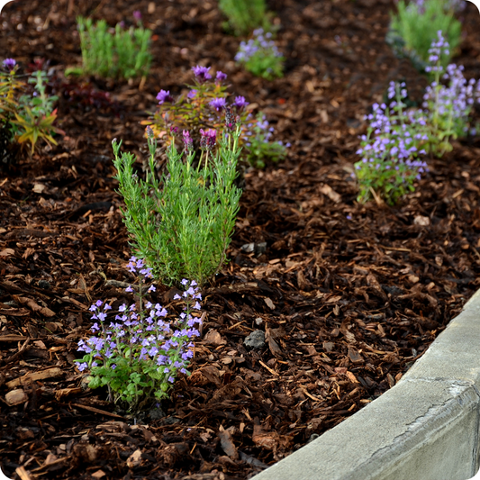 Composted Pine Mulch